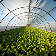 Seeding bed system