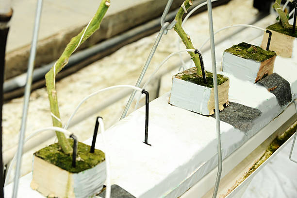 Greenhouse planting board